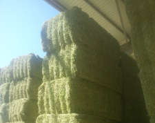 Alfalfa Bales