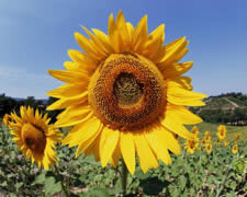 Oliseeds

			* All varieties, mainly for oil mills and sporadically for compound feed stuff and bird feed, food stuff etc.

		    * Soya beans

		    * Rape seed (canola)

		    * Sun flower seed

		    * Lin seed

		    * Safflower seed

			

			Vegetable oils

    		* Crude and refined oils

			* Fatty acids 
