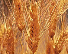 Agricultural raw materials :: Feed stuf

		    * Oil meal (meals, pellets, expellers of various oil seeds)

    		* Sunflower

    		* Barley

		    * Oat

		    * Others
